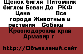 Щенок бигля. Питомник биглей Беван-До (РКФ) › Цена ­ 20 000 - Все города Животные и растения » Собаки   . Краснодарский край,Армавир г.